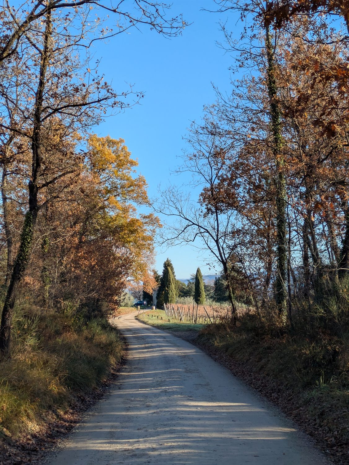 La strada bianca fiancheggiata da alberi d'autunno che porta verso la cantina