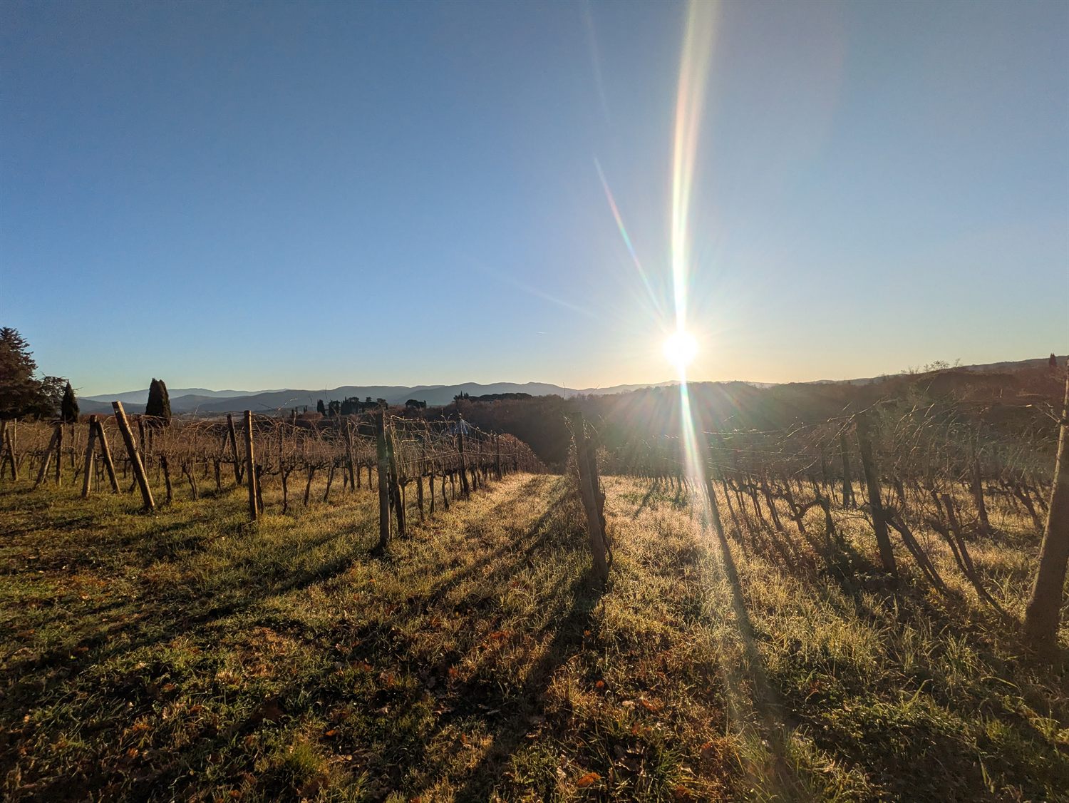 Il sole che si alza fra i filari della Vigna del Borraccio, controluce