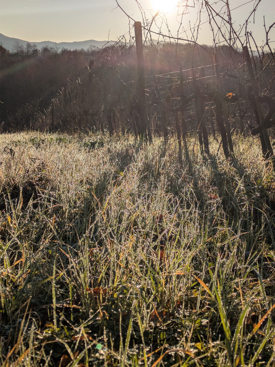 L'erba brinata fra i filari, con le ombre lunghe del primo mattino