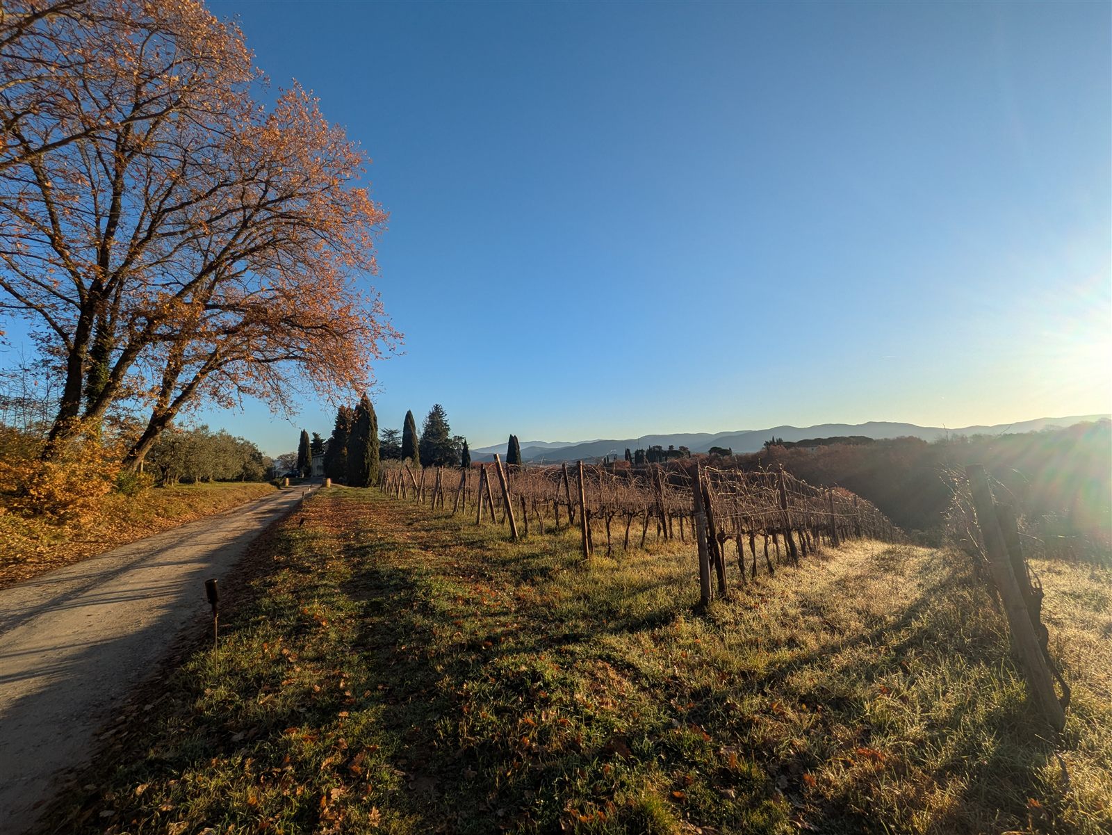 La strada bianca che costeggia i filari della Vigna del Borraccio al mattino, con i cipressi, le colline del Chianti e il sole basso